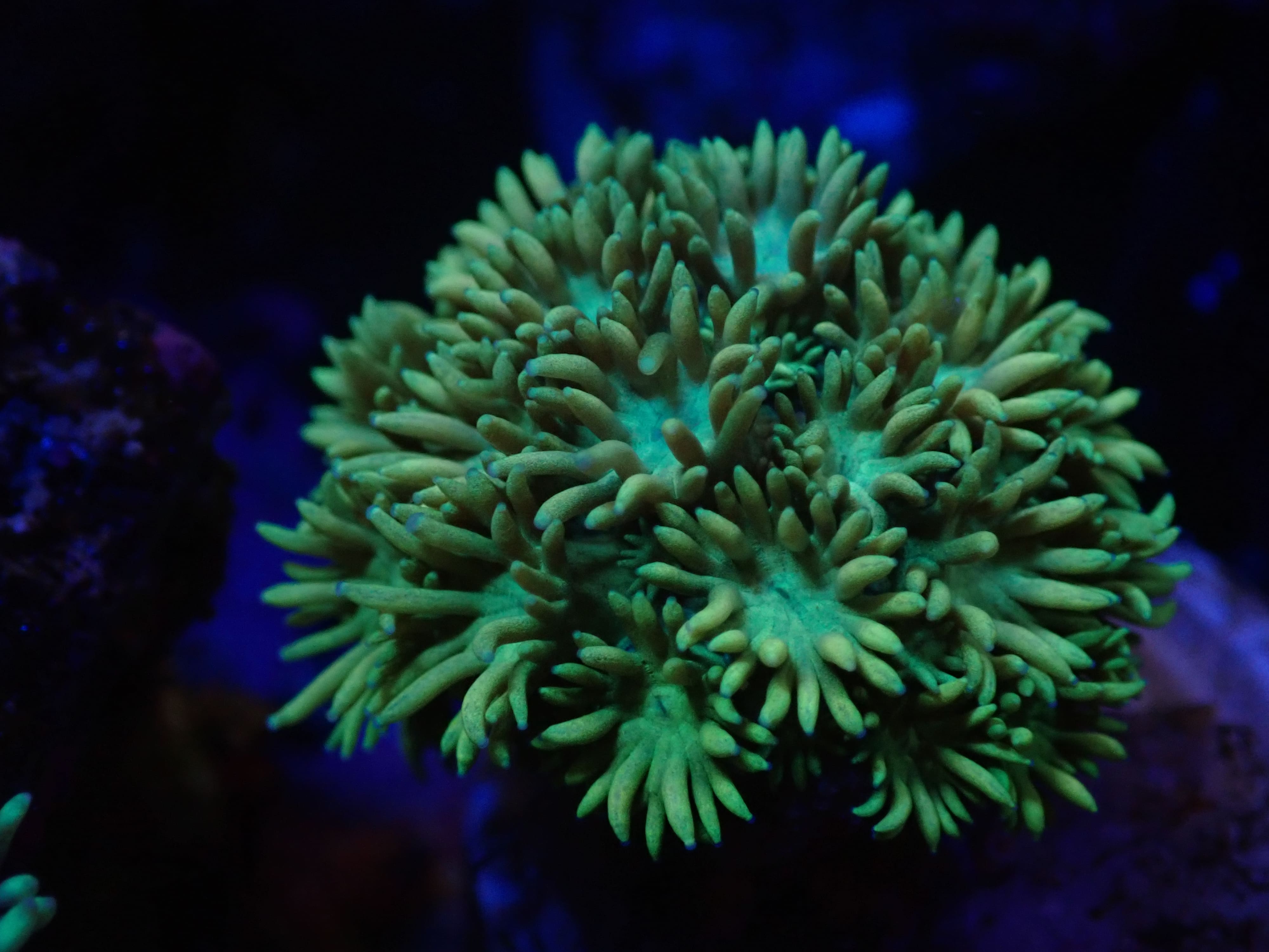 Alveopora neon grün DNZ Alveopora neon grün DNZ