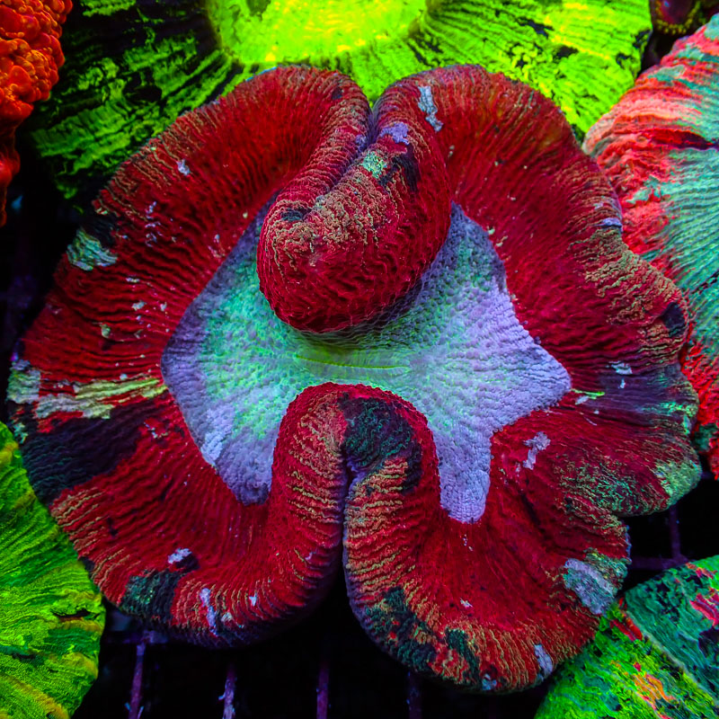 Trachyphyllia Red Splash Trachyphyllia Red Splash