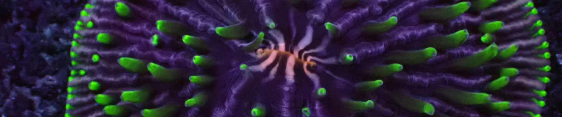 fungia-kategorie-header Fungia Rainbow Koralle – flache Steinkoralle mit leuchtenden Regenbogenfarben