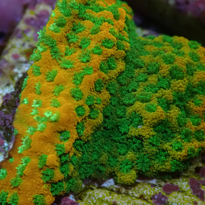 Montipora MC Sweet Tooth Frag 03 Montipora MC Sweet Tooth Frag 03