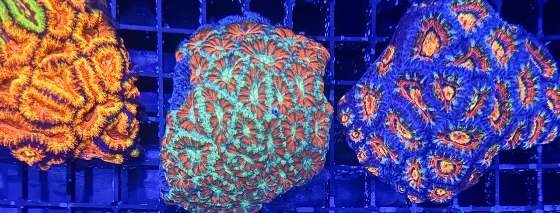 the-marine-center-versand-zahlung Tierversand bei The Marine Center – Versandbox mit Wärmepack und Schutzmaterial