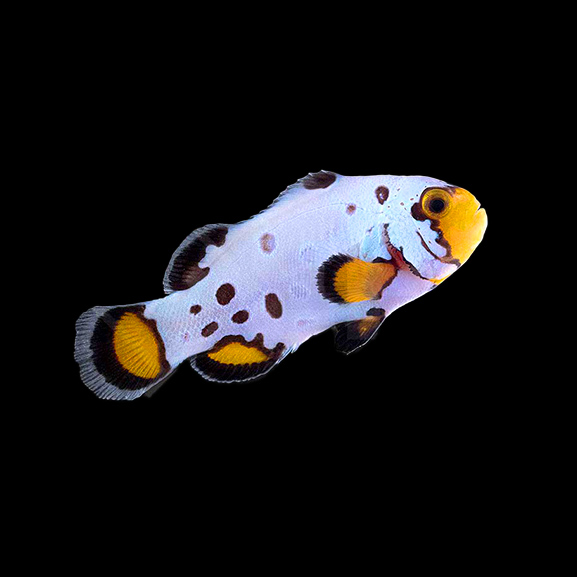 Anemonenfisch Frostbite Premium Anemonenfisch Frostbite Premium