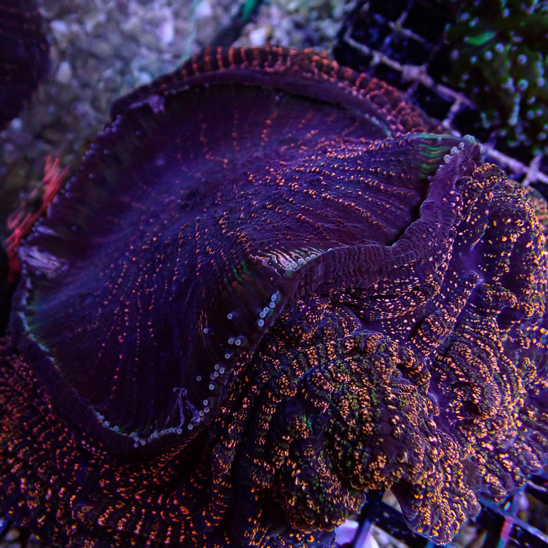 Acanthophyllia Acanthophyllia