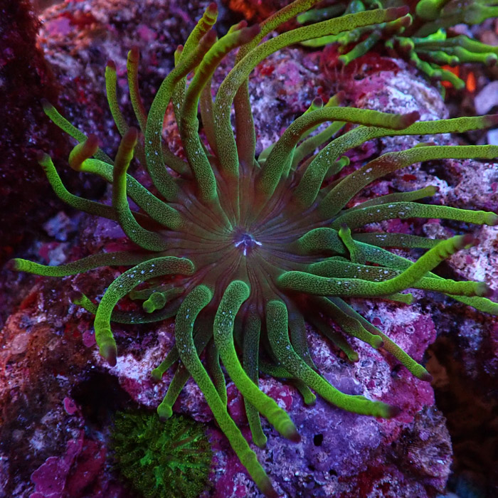 Entacmaea MC Green Entacmaea MC Green