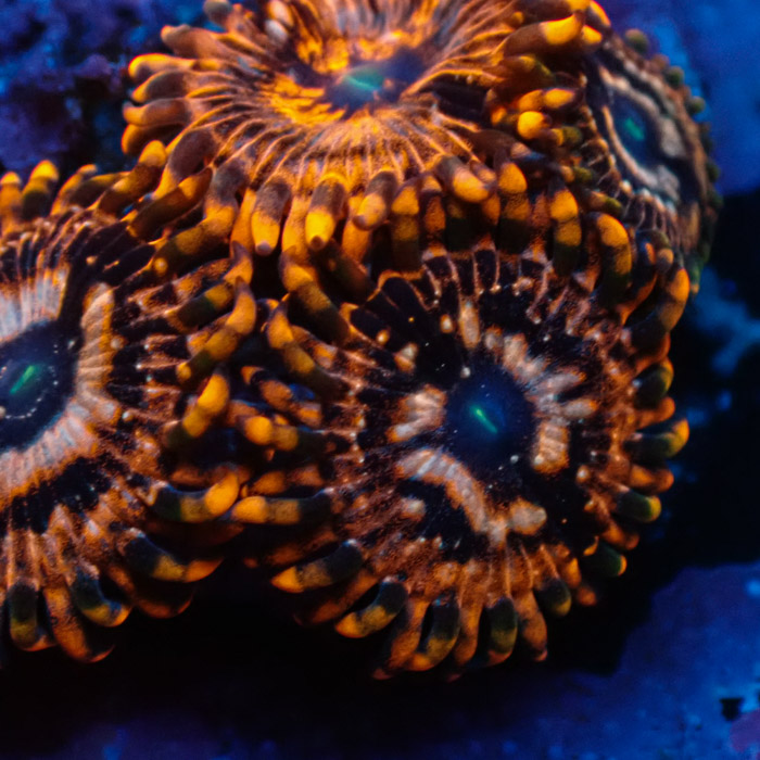 Zoanthus MC Utter Chaos