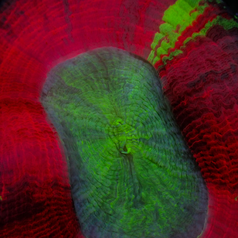 Trachyphyllia Trachyphyllia