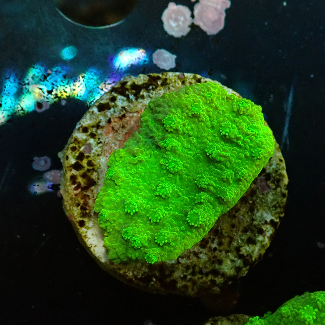 Montipora Toxic Frag 11 Montipora Toxic Frag 11