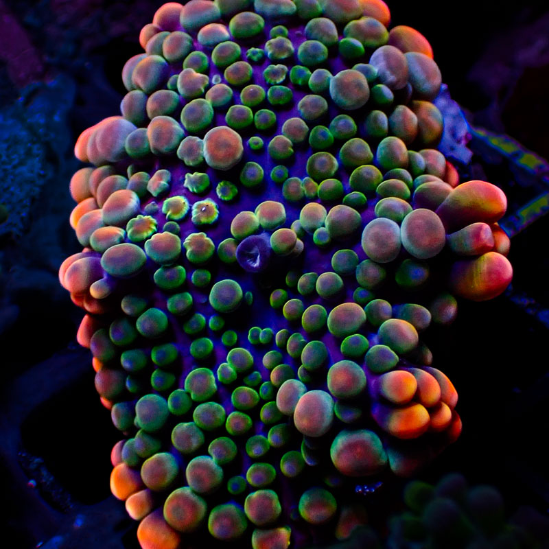 Ricordea Yuma Ricordea Yuma