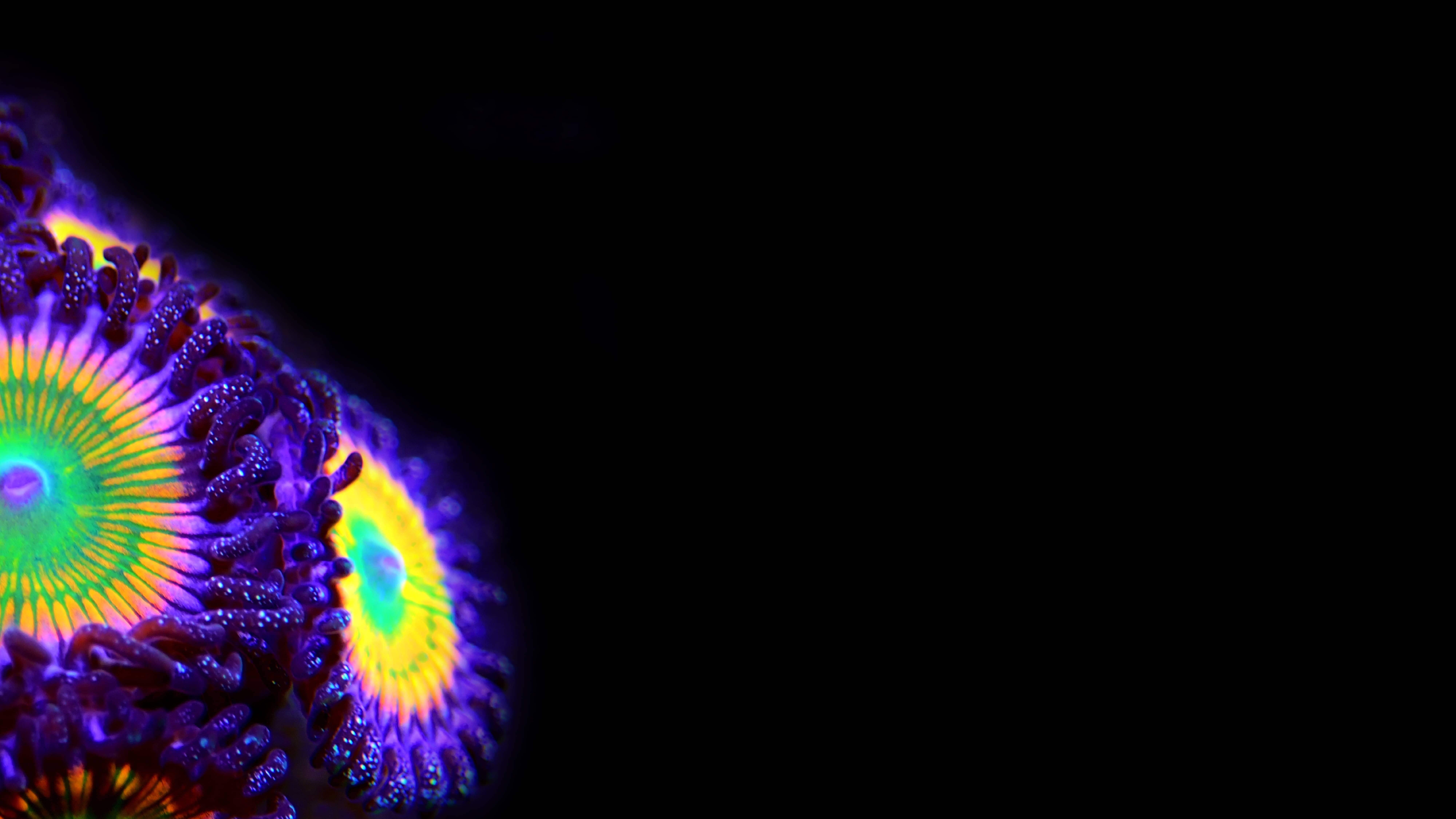 Ueber-uns_header_slider_2 Zoanthus Rainbow Kolonie auf Ablegerstein