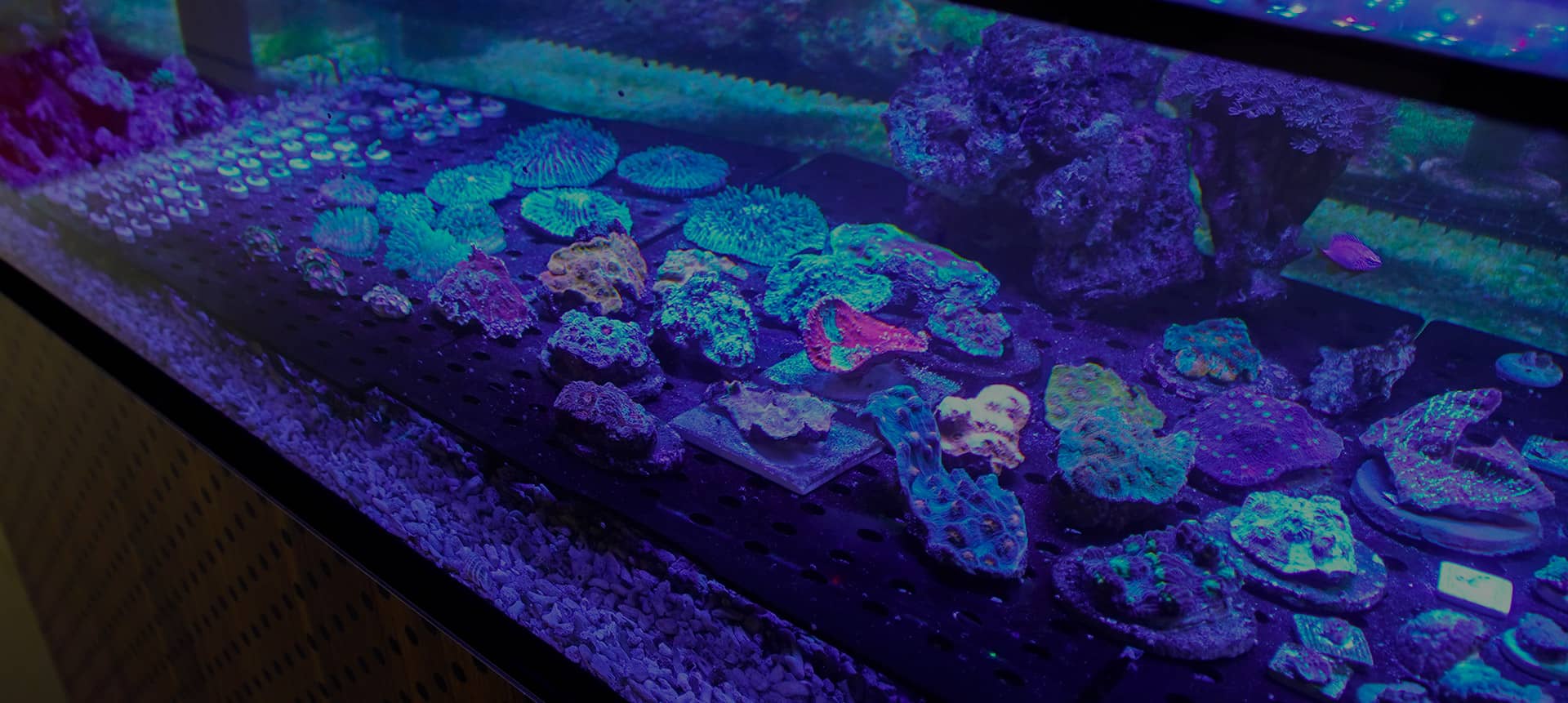 cuttoorder Schaubecken im The Marine Center Kirchardt – farbenprächtige Korallen und gesunde Meerwasserfische live erleben