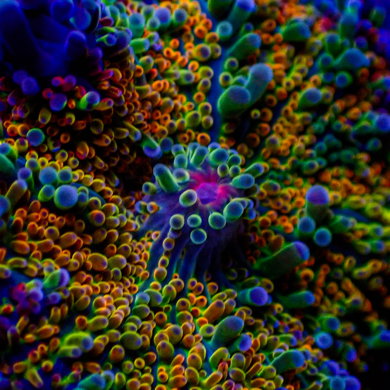 Ricordea Yuma Rainbow Ricordea Yuma Rainbow