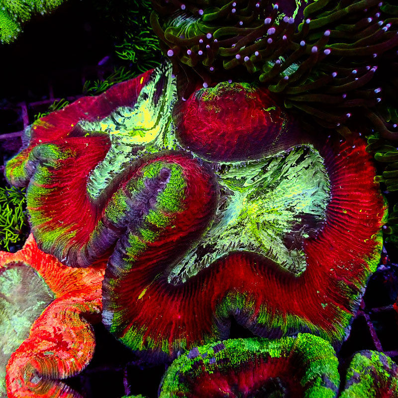 Trachyphyllia Trachyphyllia