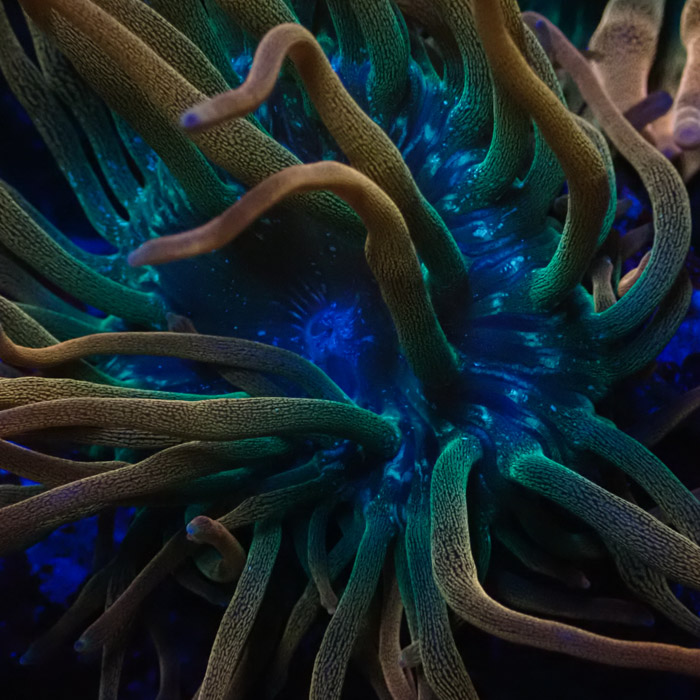 Entacmaea MC Quadricolor Sunburst Entacmaea MC Quadricolor Sunburst