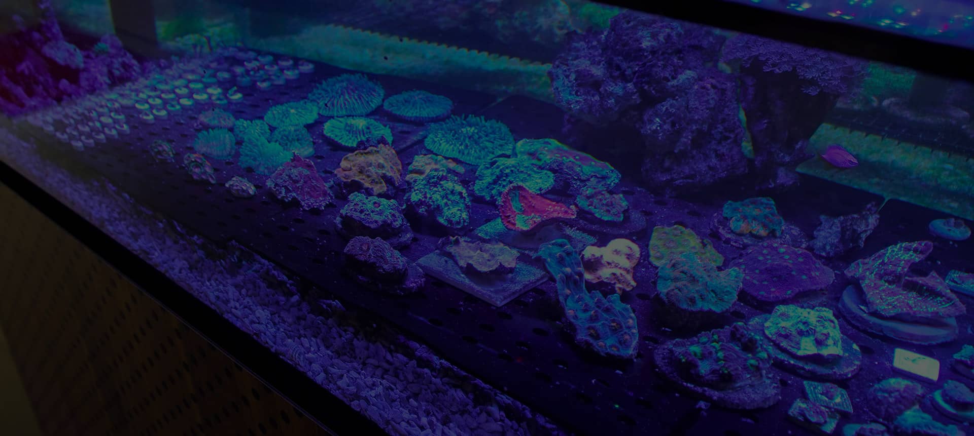 cuttoorder_02 Großes Schaubecken in Kirchardt mit exklusiven Korallen und Riffbewohnern – Einblick in unsere Zuchtanlage