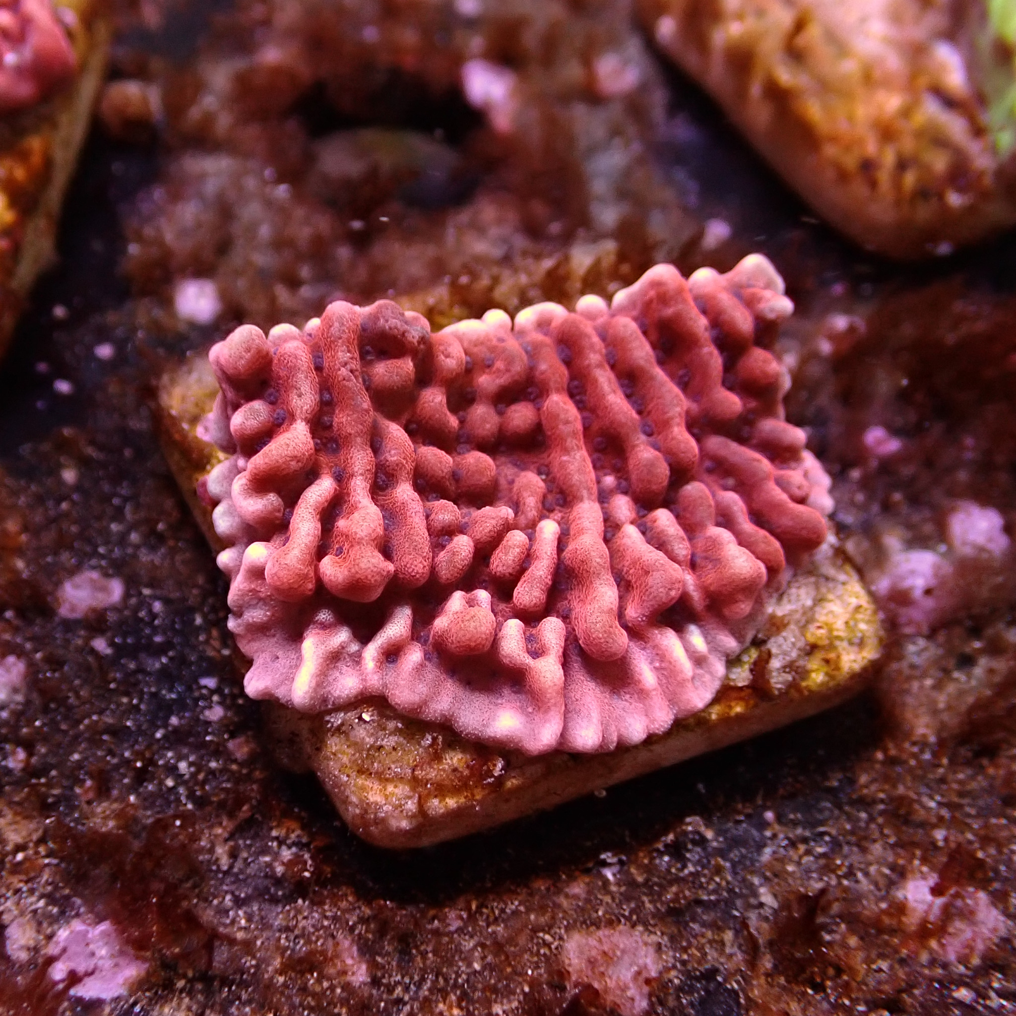 Montipora Mean Streak Frag 04