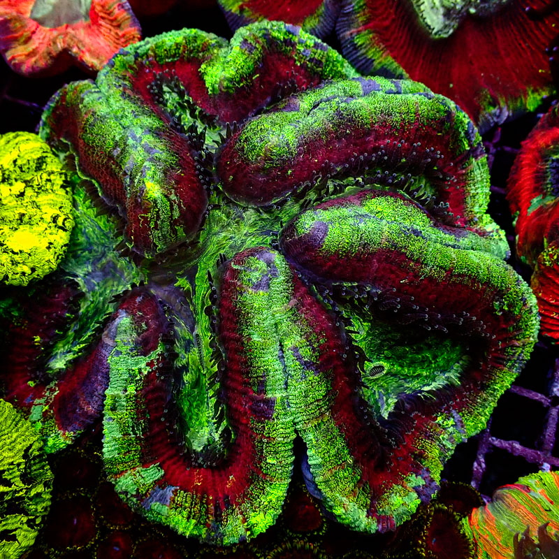 Trachyphyllia Trachyphyllia