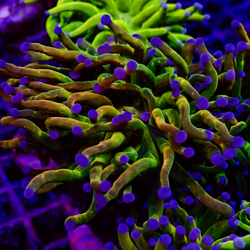 Euphyllia Glabrescens Euphyllia Glabrescens