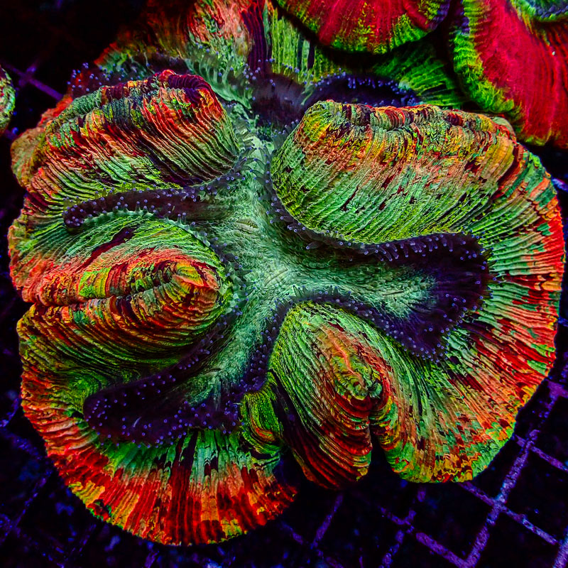 Trachyphyllia Trachyphyllia