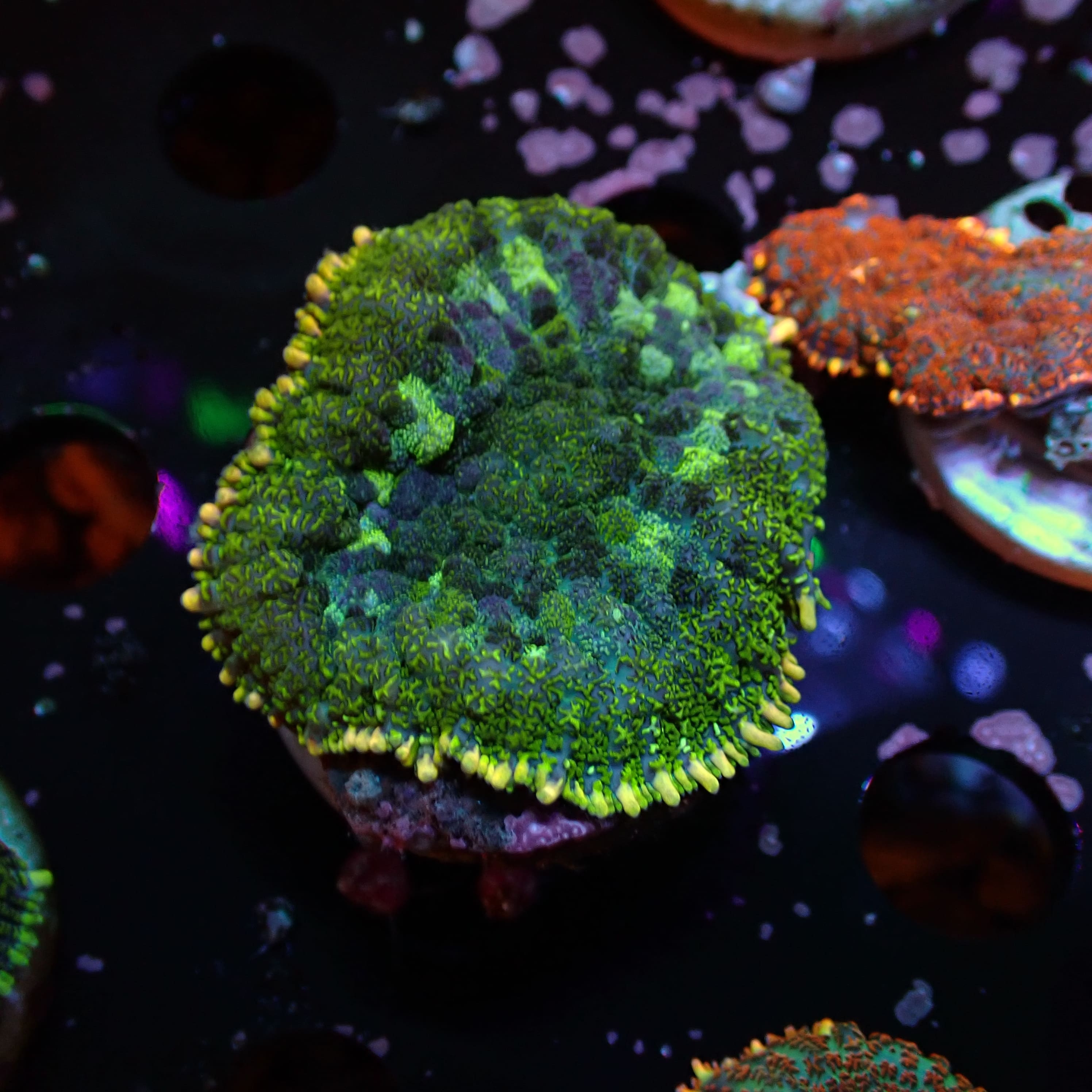 Rhodactis dunkelgrün/hellgrün/blau DNZ Rhodactis dunkelgrün/hellgrün/blau DNZ