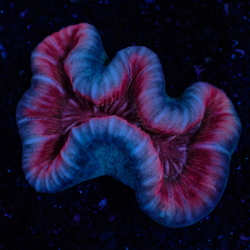 Lobophyllia Lobophyllia