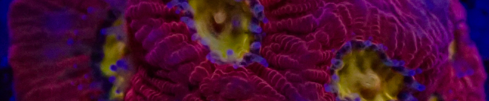 favia_kategorie-header favia_kategorie-header