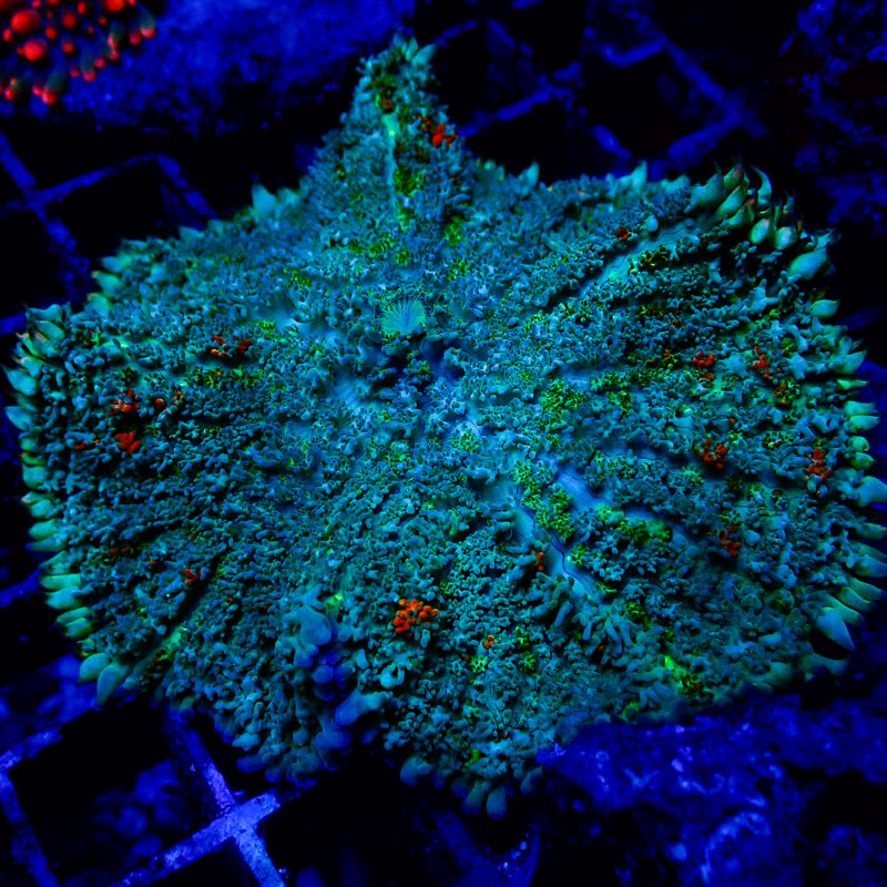 Rhodactis Bicolor Rhodactis Bicolor