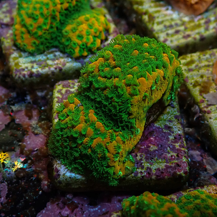 Montipora MC Sweet Tooth Frag 02