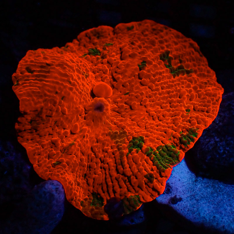 Discosoma Jawbreaker Frag 01 Discosoma Jawbreaker Frag 01