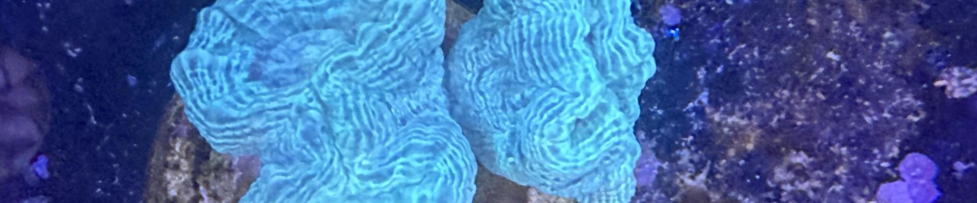 Caulastrea türkis – kontrastreiche LPS Koralle mit kräftigen Polypen