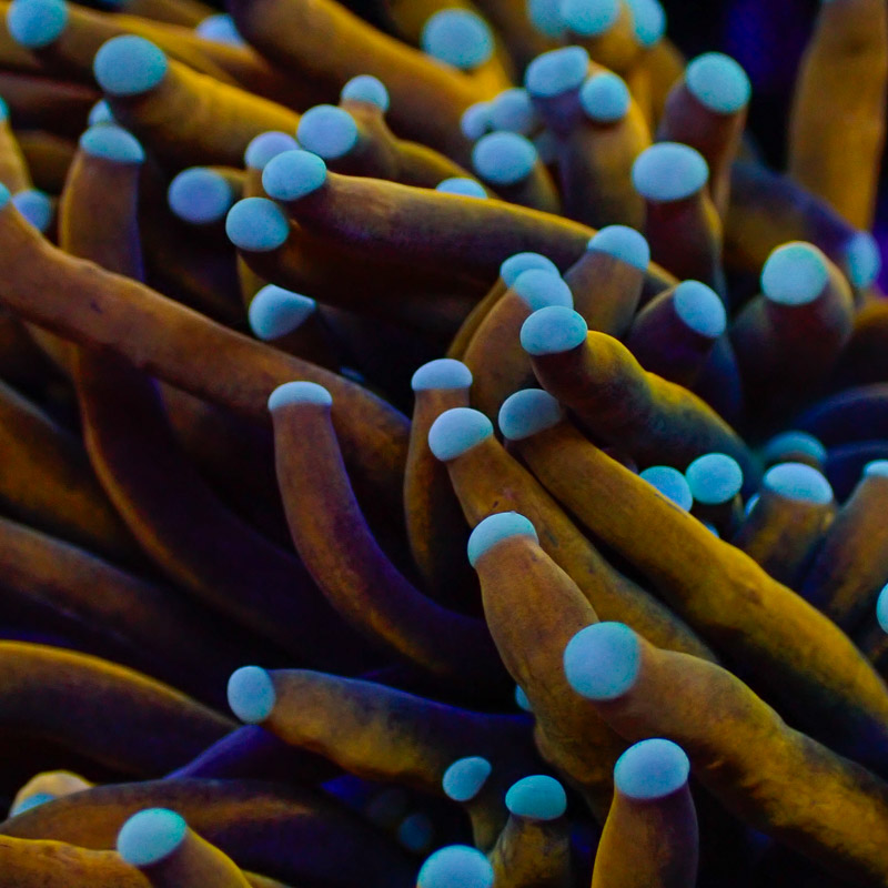 Euphyllia Glabrescens Euphyllia Glabrescens