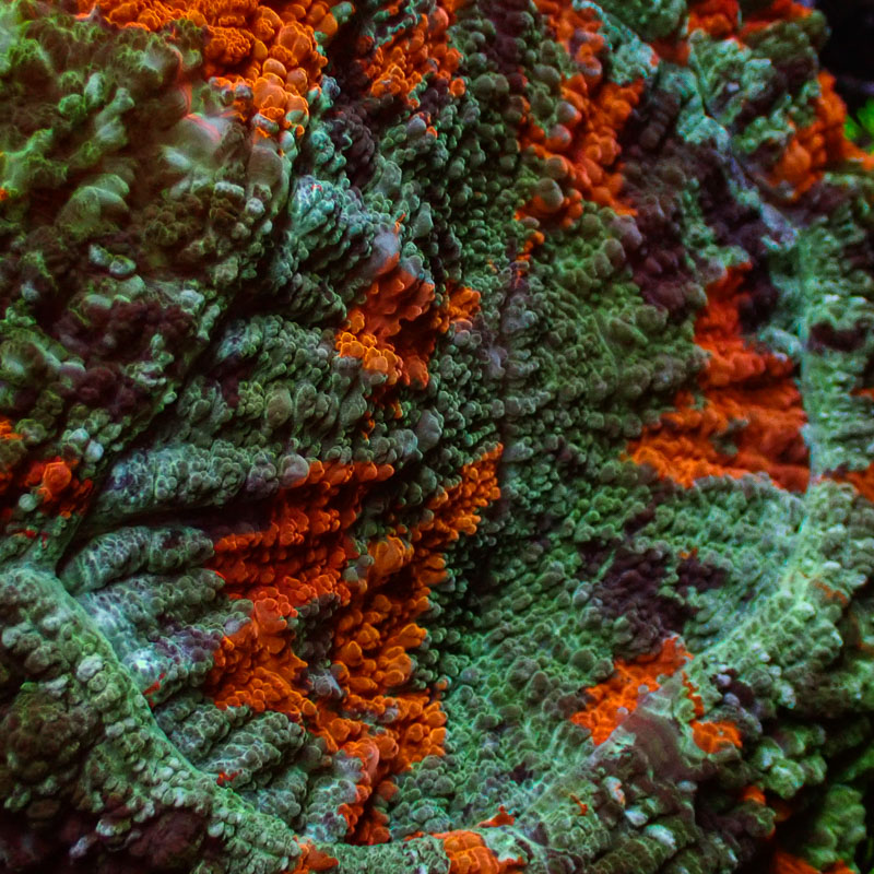 Acanthophyllia Mastergrade