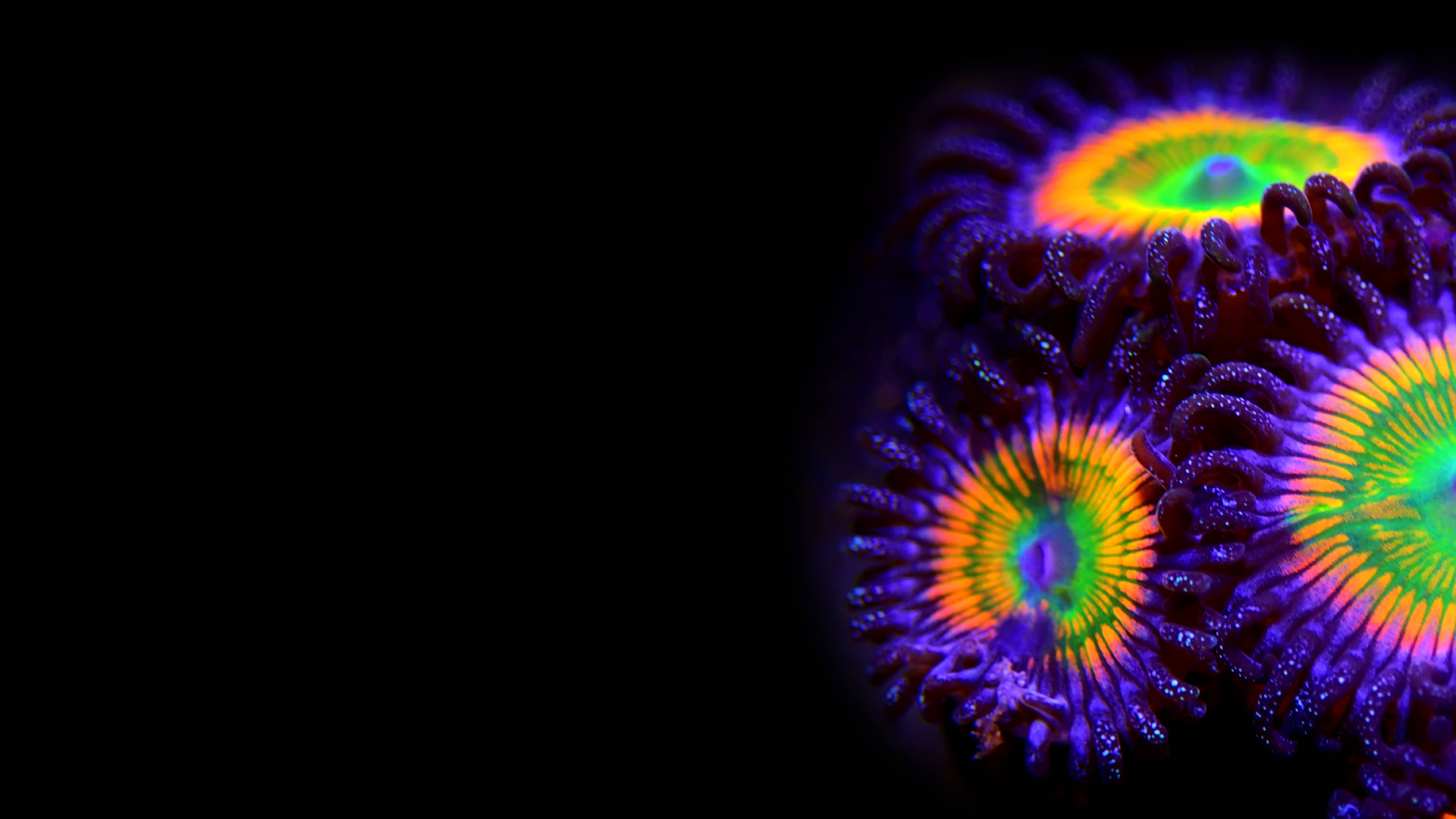 Ueber-uns_header_slider_1 Zoanthus Rainbow Kolonie auf Ablegerstein