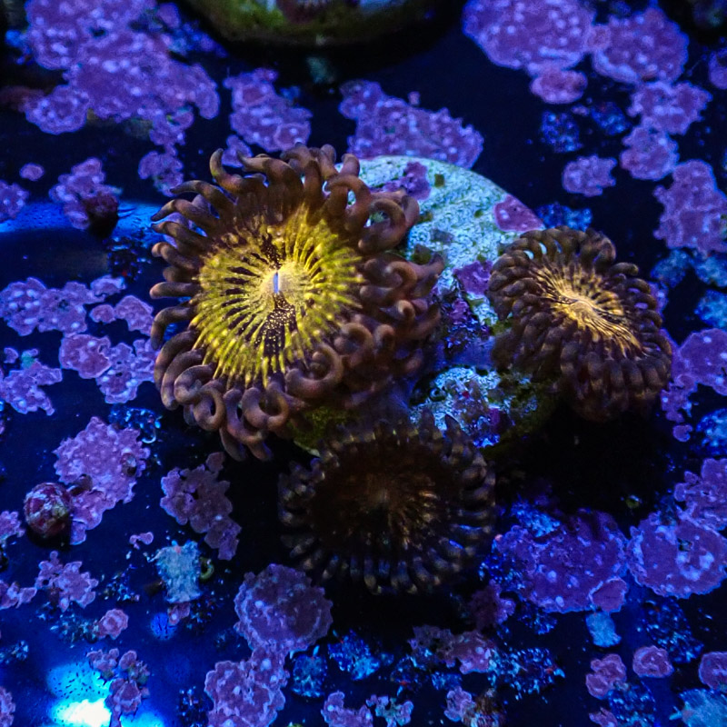 Palythoa MC Reverse Spacemonster Frag 03 Palythoa MC Reverse Spacemonster Frag 03