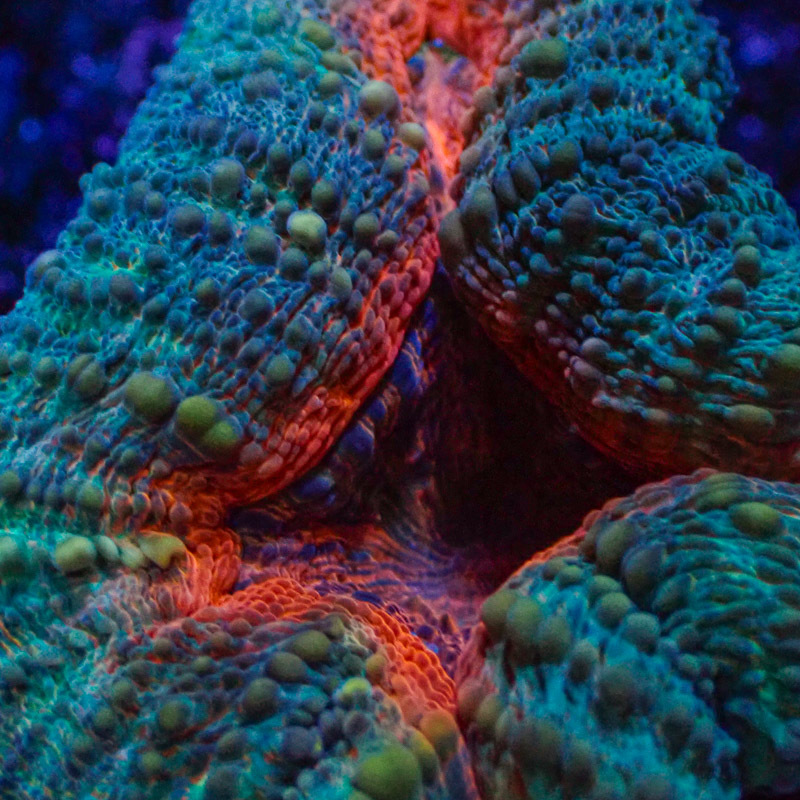 Lobophyllia Lobophyllia