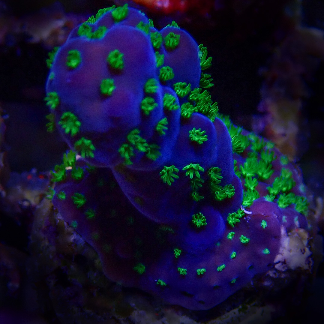 SPS Korallen SPS Korallen. Feine blumenartige Polypen.