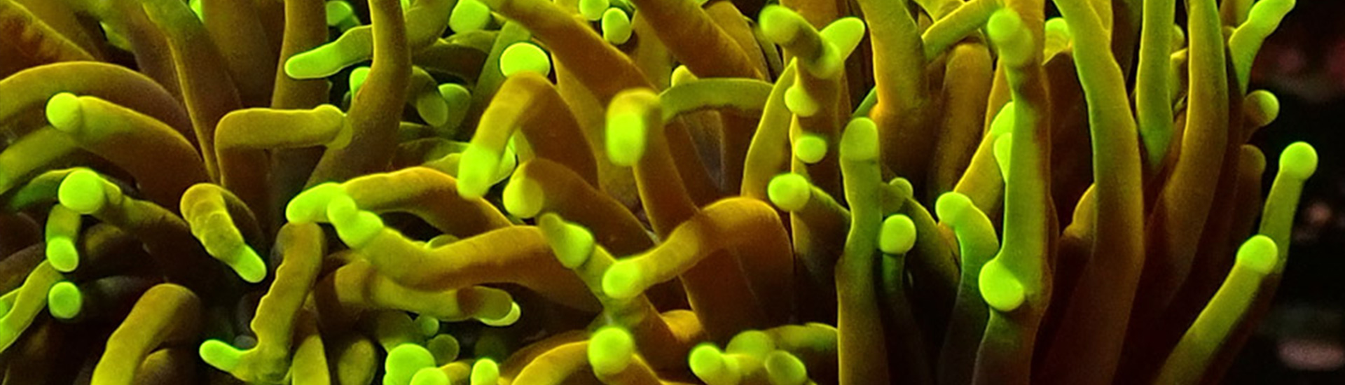 Farbenfrohe Euphyllia im Schaubecken – perfekt für mittlere Strömung und Licht