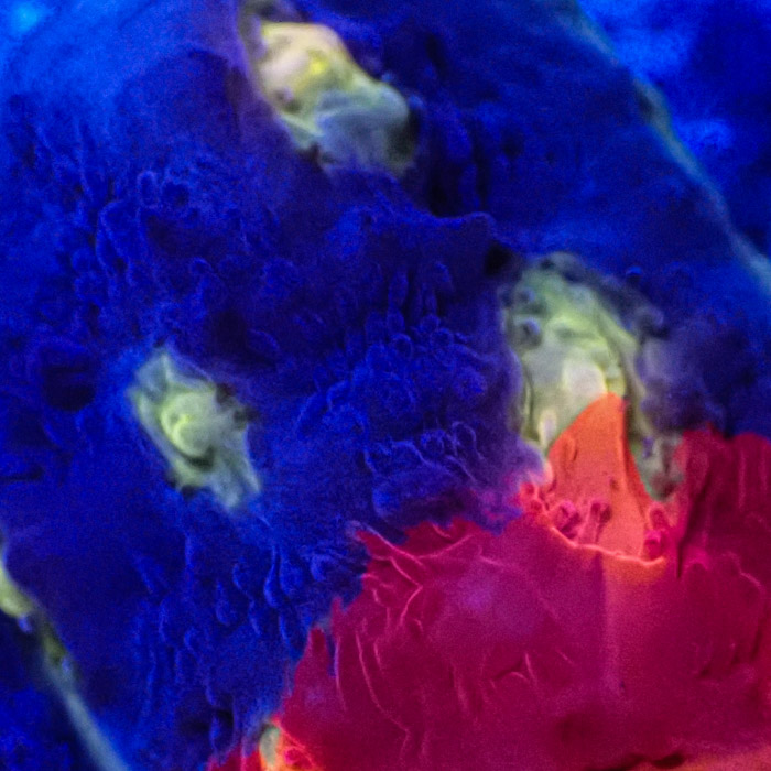 Chalice MC Bugatti Frag 01 Chalice MC Bugatti Frag 01