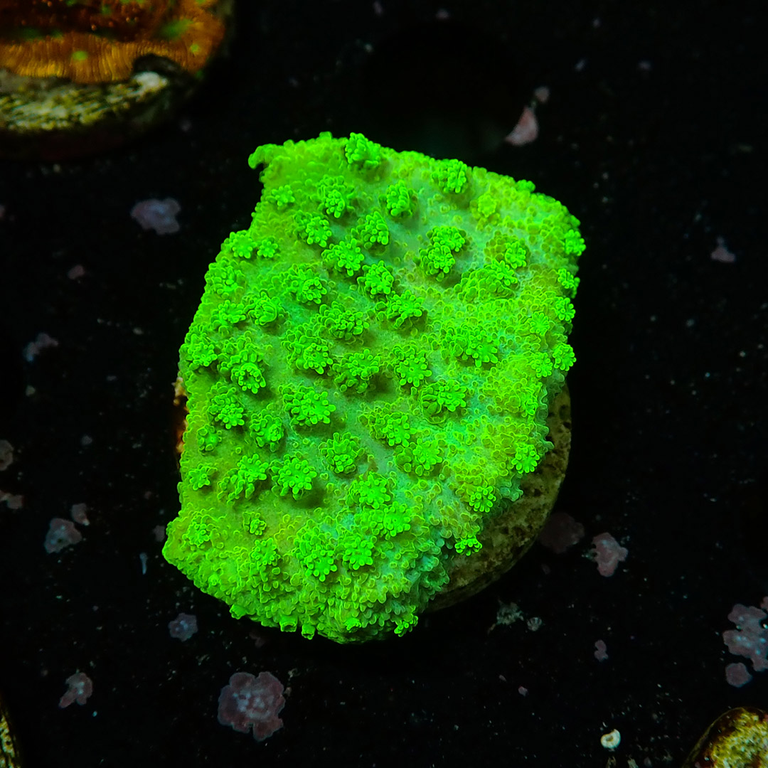 Montipora Toxic Frag 04