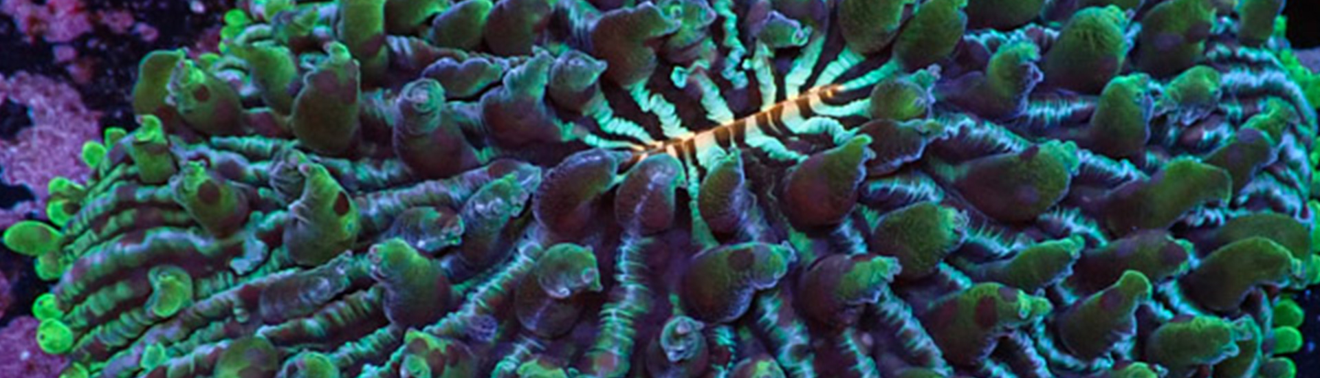 Bunte Fungia Rainbow im Shopbecken – besondere LPS-Koralle für dein Riff