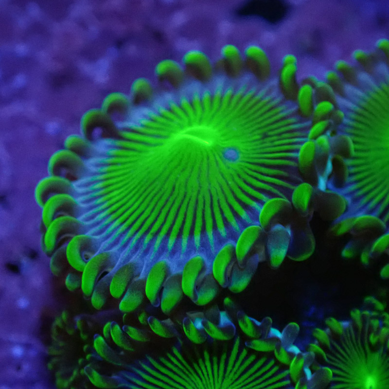 Zoanthus MC Blue Panama Zoanthus MC Blue Panama