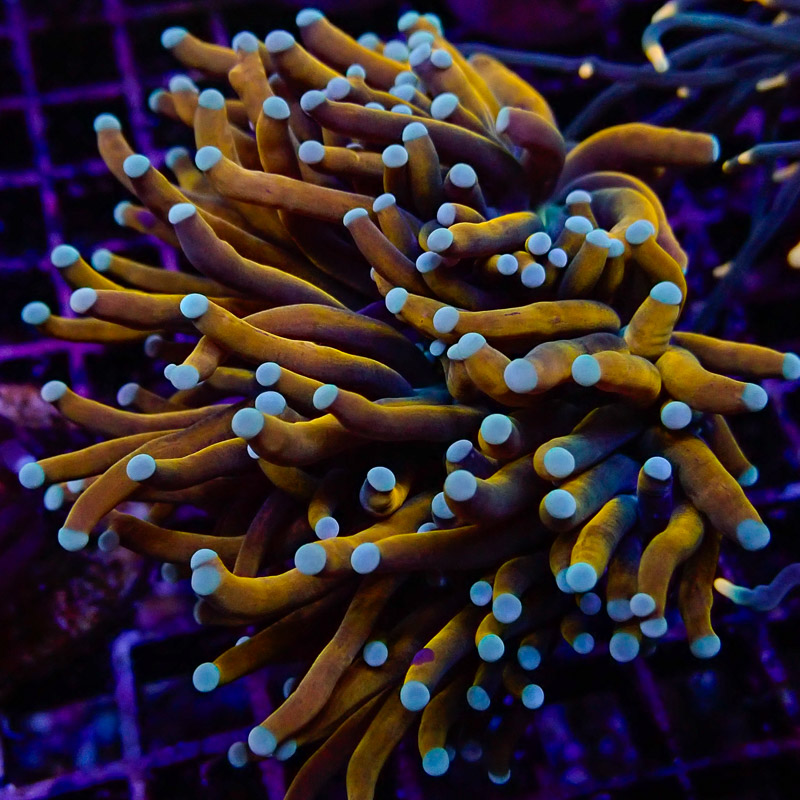 Euphyllia Glabrescens Euphyllia Glabrescens