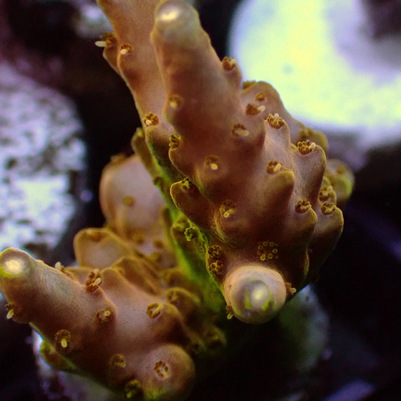 MC Acropora Jawdropper 7 Tricolor DNZ