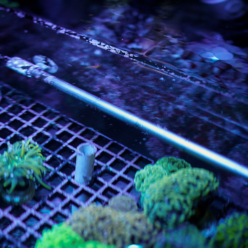 Heizung bzw. Heizstab für Meerwasseraquarien