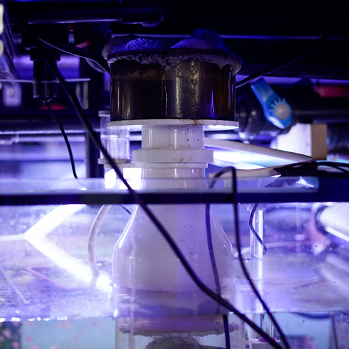 Meerwasser-Technik Abschäumer fürs Aquarium