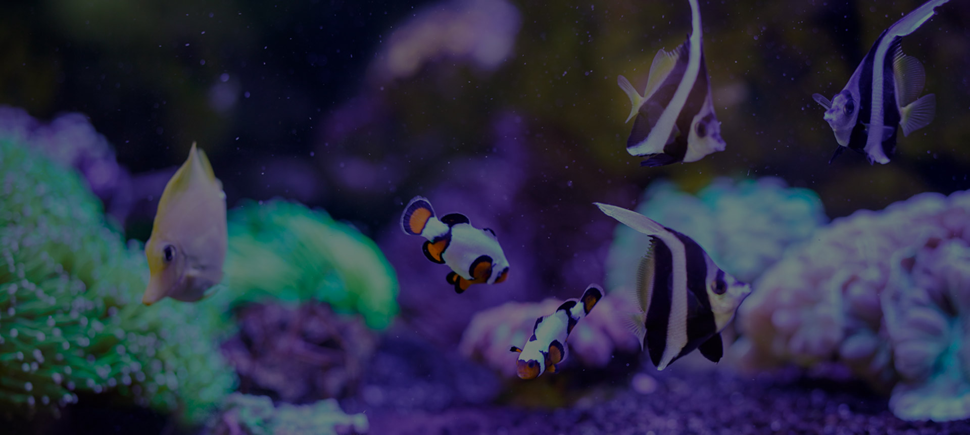 fische_header fische_header