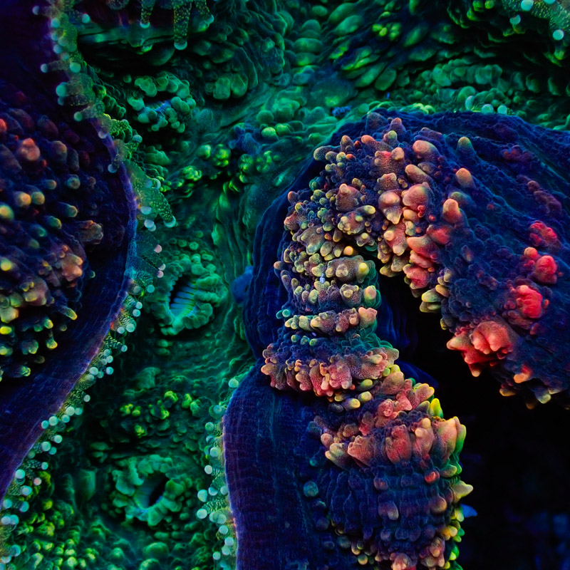 Wunderschöne SPS Koralle: Acanthophylliain den Farben Grün, Blau, Rot, Orynge, GElb