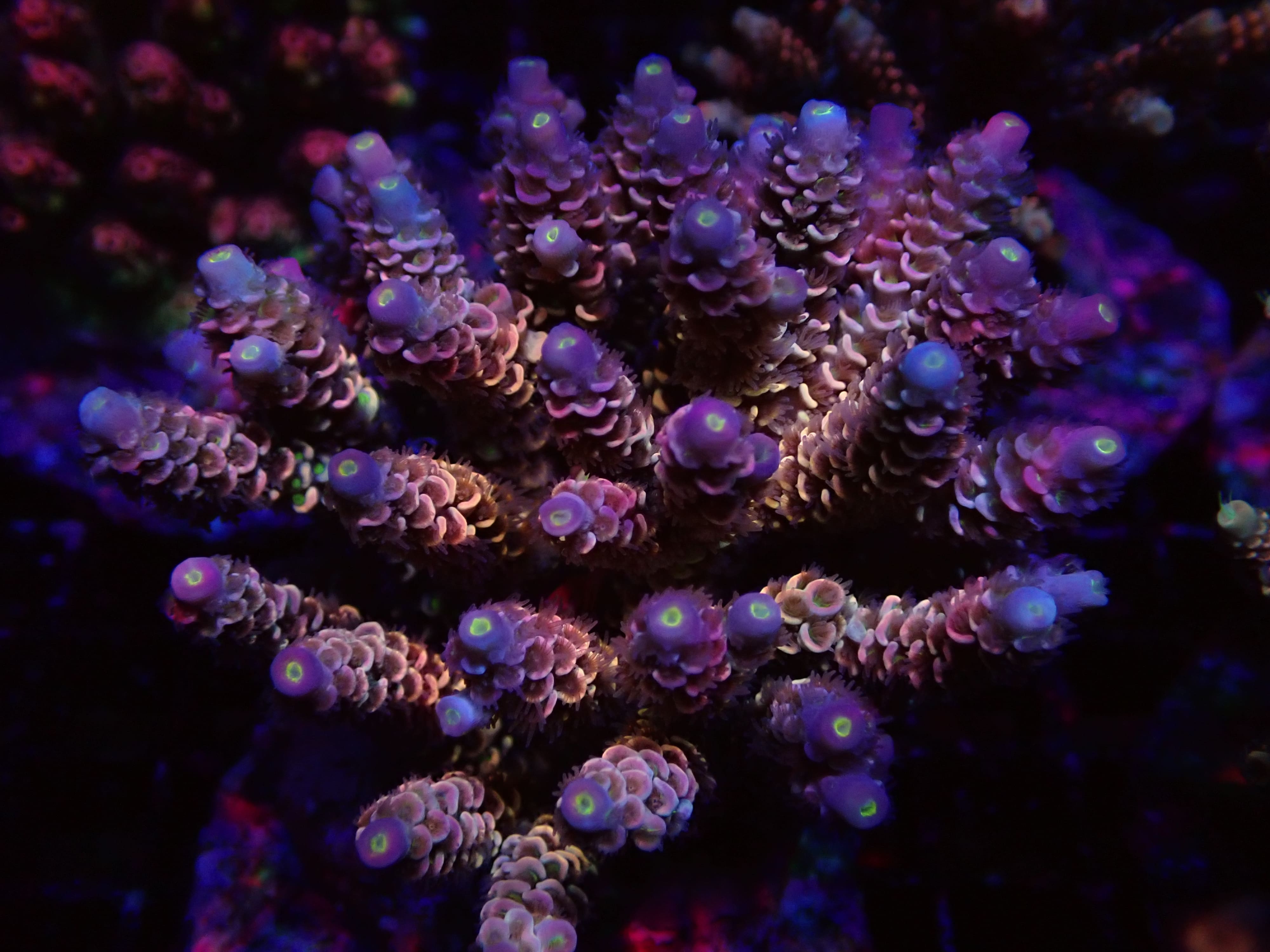 Signature Rainbow Acropora DNZ