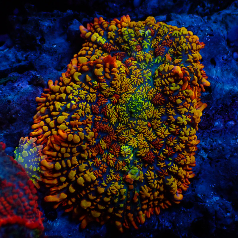 Rhodactis Mowi Wowi Rhodactis Mowi Wowi