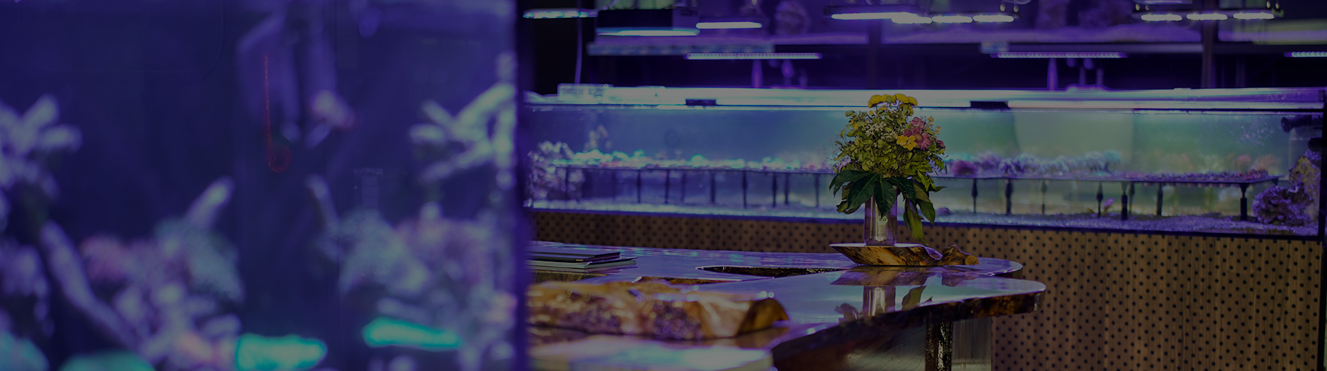 eingewoehnung-kategorie-header Meerwasserfische in der Eingewöhnungsphase – Schaubecken im The Marine Center