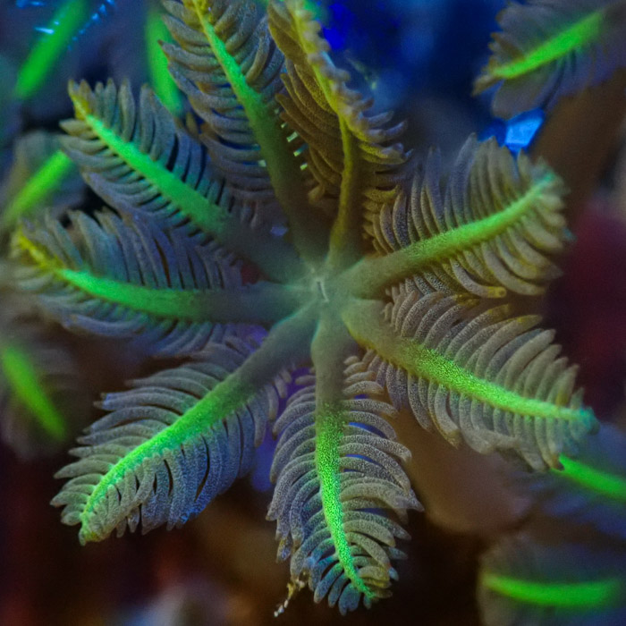 Clavularia MC Ultra Green Clavularia MC Ultra Green